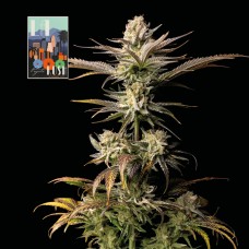 L.A. Peyote Kush Feminised Seeds L.A. Peyote Kush Feminised Seeds