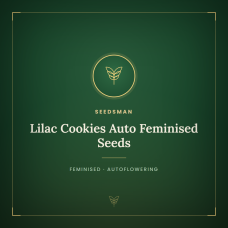 Lilac Cookies Auto Feminised Seeds Lilac Cookies Auto Feminised Seeds