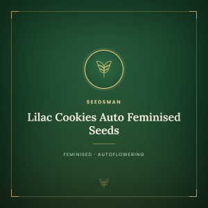Lilac Cookies Auto Feminised Seeds Lilac Cookies Auto Feminised Seeds