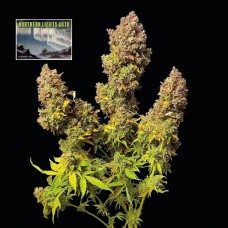 Northern Lights Auto Feminised Seeds Northern Lights Auto Feminised Seeds