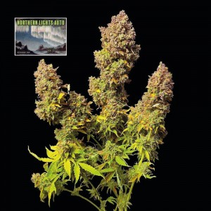 Northern Lights Auto Feminised Seeds Northern Lights Auto Feminised Seeds