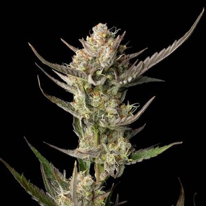 OG Kush Feminised Seeds OG Kush Feminised Seeds