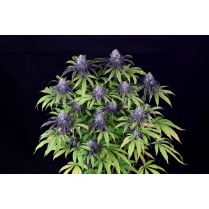 Peyote Wi-Fi CBD 2:1 Feminised Seeds Peyote Wi-Fi CBD 2:1 Feminised Seeds