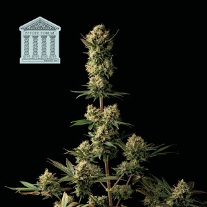 Peyote Forum Feminised Seeds Peyote Forum Feminised Seeds