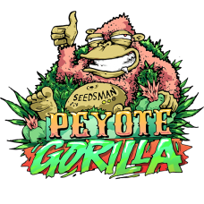 Peyote Gorilla Feminised Seeds Peyote Gorilla Feminised Seeds