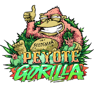 Peyote Gorilla Feminised Seeds Peyote Gorilla Feminised Seeds
