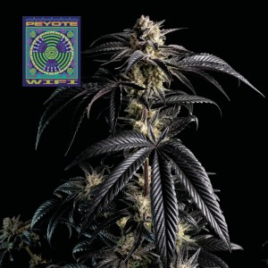 Peyote Wi-Fi Feminised Seeds Peyote Wi-Fi Feminised Seeds