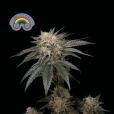 Peyote Zkittlez Feminised Seeds Peyote Zkittlez Feminised Seeds