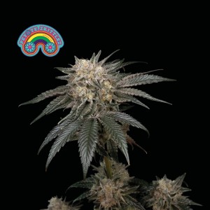 Peyote Zkittlez Feminised Seeds Peyote Zkittlez Feminised Seeds