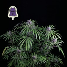 Purple Ghost Candy Feminised Seeds Purple Ghost Candy Feminised Seeds