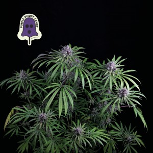 Purple Ghost Candy Feminised Seeds Purple Ghost Candy Feminised Seeds