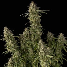 Pineapple OG Auto Feminised Seeds Pineapple OG Auto Feminised Seeds
