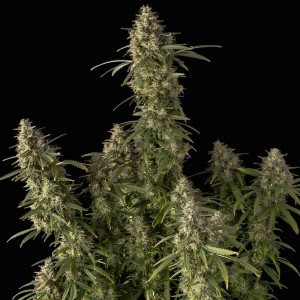 Pineapple OG Auto Feminised Seeds Pineapple OG Auto Feminised Seeds