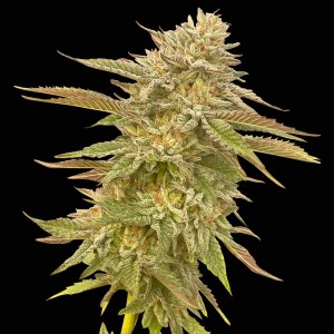 Pineapple OG Feminised Seeds Pineapple OG Feminised Seeds