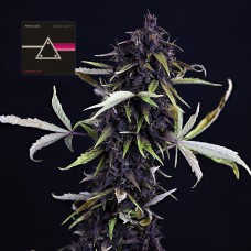 Pink Kush CBD 30:1 Auto Feminised Seeds Pink Kush CBD 30:1 Auto Feminised Seeds