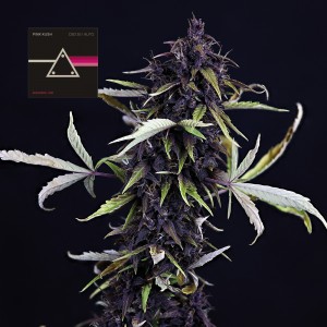 Pink Kush CBD 30:1 Auto Feminised Seeds Pink Kush CBD 30:1 Auto Feminised Seeds