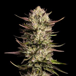Purple Oreoz F1 Feminised Seeds Purple Oreoz F1 Feminised Seeds
