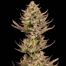 Purple Punch F1 Fast Feminised Seeds Purple Punch F1 Fast Feminised Seeds