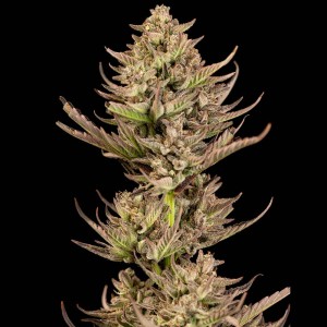 Purple Punch F1 Fast Feminised Seeds Purple Punch F1 Fast Feminised Seeds
