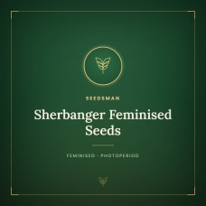 Sherbanger Feminised Seeds Sherbanger Feminised Seeds
