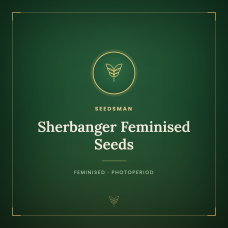Sherbanger Feminised Seeds Sherbanger Feminised Seeds