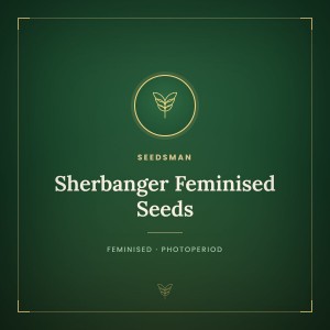 Sherbanger Feminised Seeds Sherbanger Feminised Seeds