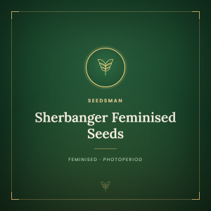 Sherbanger Feminised Seeds Sherbanger Feminised Seeds