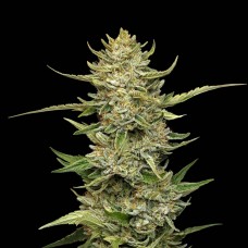 Sour Diesel Auto Feminised Seeds Sour Diesel Auto Feminised Seeds