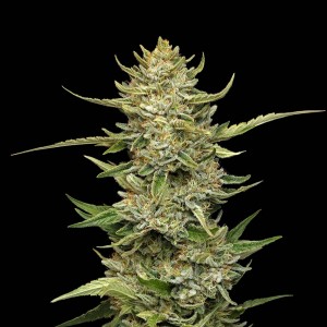 Sour Diesel Auto Feminised Seeds Sour Diesel Auto Feminised Seeds