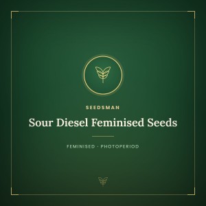 Sour Diesel Feminised Seeds Sour Diesel Feminised Seeds