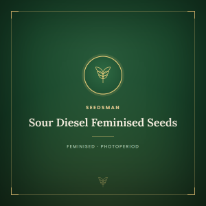 Sour Diesel Feminised Seeds Sour Diesel Feminised Seeds