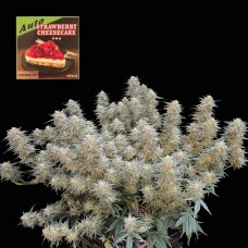 Strawberry Cheesecake Auto Feminised Seeds Strawberry Cheesecake Auto Feminised Seeds