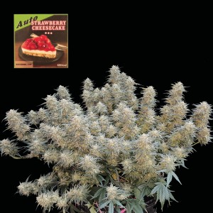 Strawberry Cheesecake Auto Feminised Seeds Strawberry Cheesecake Auto Feminised Seeds