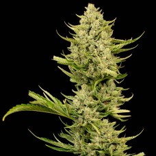 Tangerine Snow F1 Fast Feminised Seeds Tangerine Snow F1 Fast Feminised Seeds