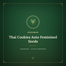 Thai Cookies Auto Feminised Seeds Thai Cookies Auto Feminised Seeds