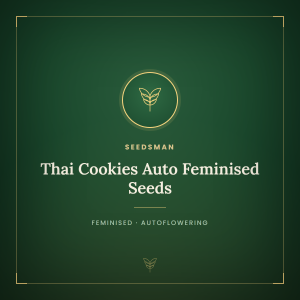 Thai Cookies Auto Feminised Seeds Thai Cookies Auto Feminised Seeds