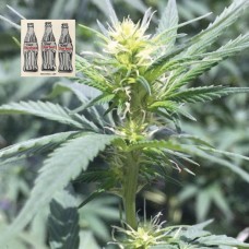 Diet Durban THCV 1:1 Feminised Seeds Diet Durban THCV 1:1 Feminised Seeds