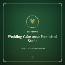 Wedding Cake Auto Feminised Seeds Wedding Cake Auto Feminised Seeds