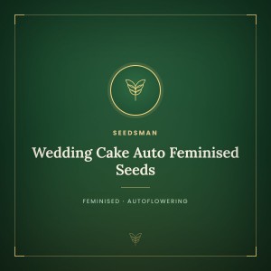 Wedding Cake Auto Feminised Seeds Wedding Cake Auto Feminised Seeds
