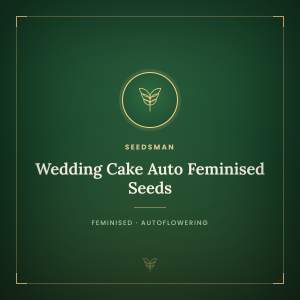 Wedding Cake Auto Feminised Seeds Wedding Cake Auto Feminised Seeds