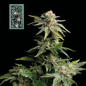 White Widow Fast Feminised Seeds White Widow Fast Feminised Seeds