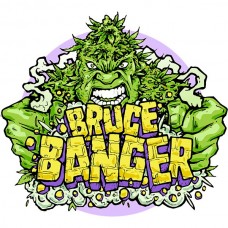 Bruce Banger Fast Feminised Seeds Bruce Banger Fast Feminised Seeds