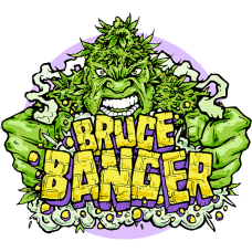 Bruce Banger Fast Feminised Seeds Bruce Banger Fast Feminised Seeds