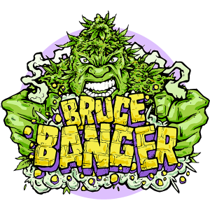 Bruce Banger Fast Feminised Seeds Bruce Banger Fast Feminised Seeds