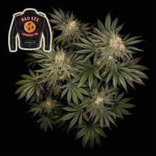 Badazz Cookies OG Feminised Seeds Badazz Cookies OG Feminised Seeds
