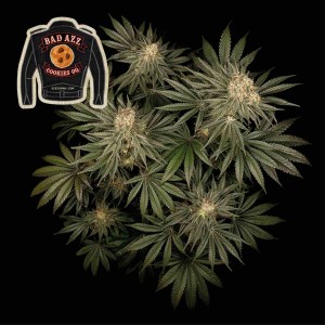 Badazz Cookies OG Feminised Seeds Badazz Cookies OG Feminised Seeds