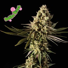 Bubba Kush Feminised Seeds Bubba Kush Feminised Seeds