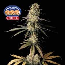 Cream & Cheese CBD 1:1 Feminised Seeds Cream & Cheese CBD 1:1 Feminised Seeds