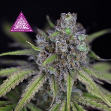 Critical Purple Kush Feminised Seeds Critical Purple Kush Feminised Seeds