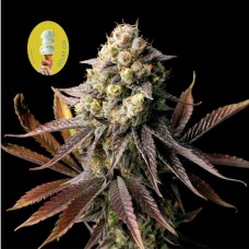 Gelat.OG Feminised Seeds Gelat.OG Feminised Seeds
